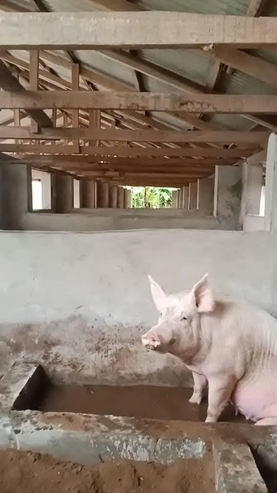 Pigs in farm pen